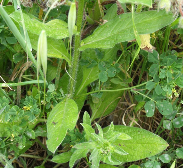 Echium sp.